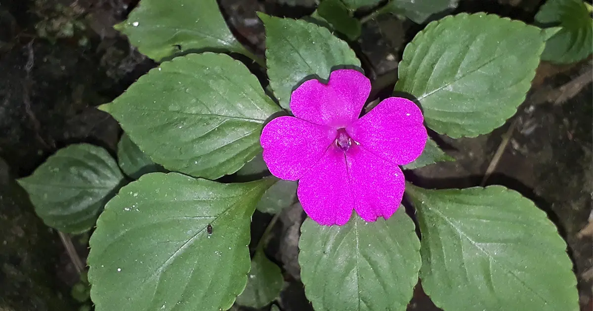 Belleza y Colorido de Antaño: La humilde «CHINA»